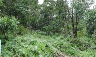 Bắc Ninh công bố hiện trạng, diện tích rừng năm 2025